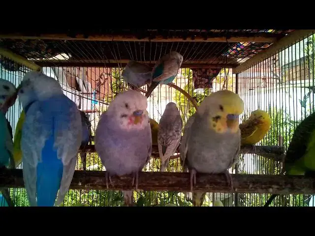 Video thumbnail for 💎 Rarest Budgie Colors That Will Blow Your Mind