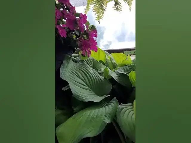 Video thumbnail for beautiful flowers lovely colorfull flowers.!!