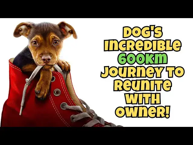 'Video thumbnail for Unbreakable: Dog's Incredible 600km Journey to Reunite with Owner!'