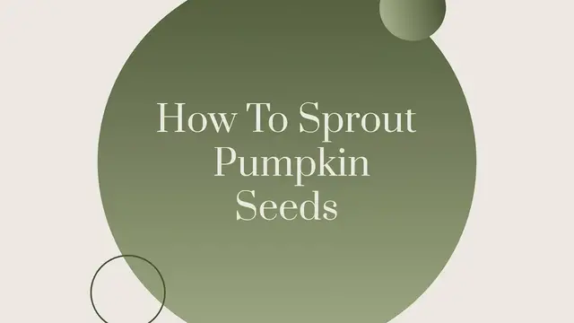 Video thumbnail for HOW TO SPROUT PUMPKIN SEEDS