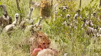Video thumbnail for Lion Steals from Vultures that Stole from Cheetah