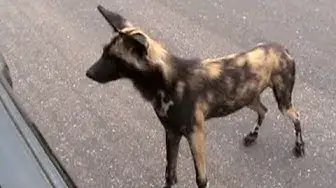 Video thumbnail for Wild Dog gets Confused with his Reflection in the Car - Latest Wildlife Sightings