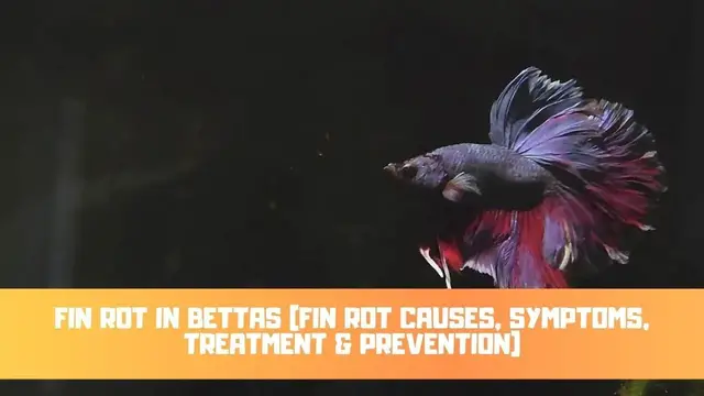 Video thumbnail for Fin Rot In Bettas (Fin Rot Causes, Symptoms, Treatment & Prevention)