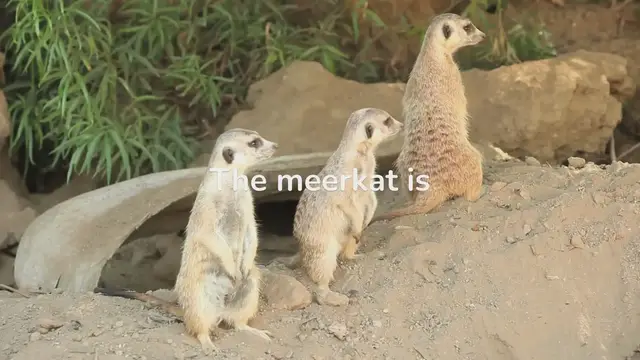 Video thumbnail for Meerkats: Mastering the Art of Fascinating Behavior