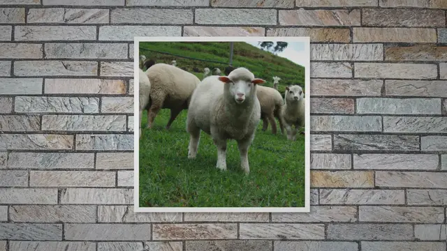 Video thumbnail for El Señor es mi pastor: nada me faltará