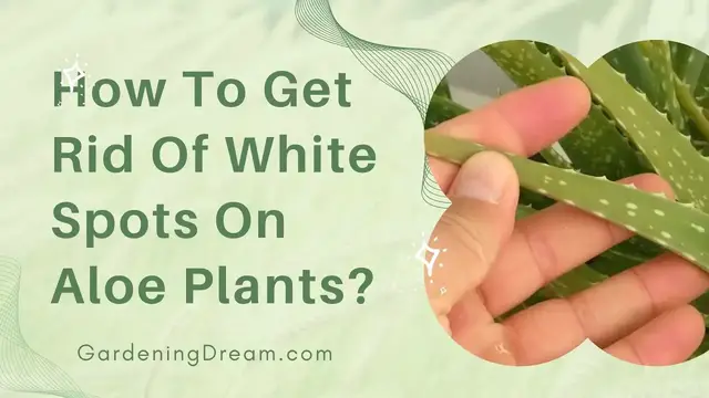Video thumbnail for How To Get Rid Of White Spots On Aloe Plants