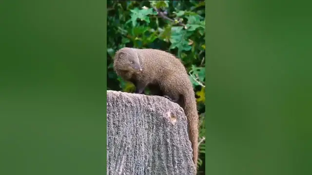 Video thumbnail for Brown mongoose entering to to a garbage point in Horton Plains National park #shorts