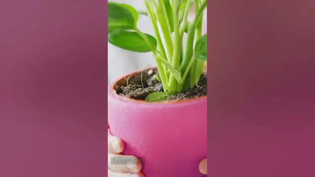 'Video thumbnail for What to Do with Unwanted Indoor Plants? 6 Ways to not Make a Waste of Them!'
