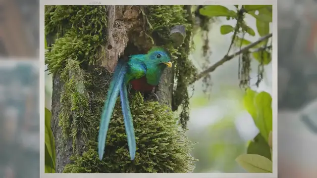 'Video thumbnail for 13 Facts About El Quetzal in Guatemala'