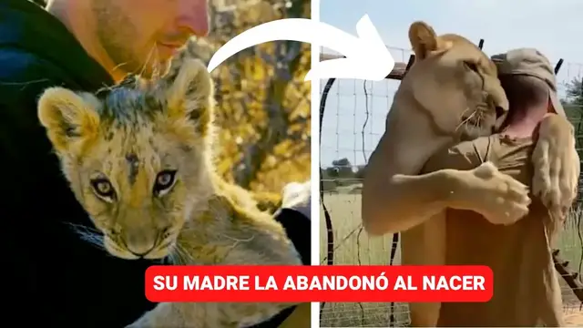 Video thumbnail for Leona es criada por humano ¡Se convierten en mejores amigos!