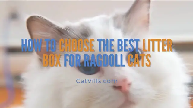 Video thumbnail for HOW TO CHOOSE THE BEST LITTER BOX FOR RAGDOLL CATS