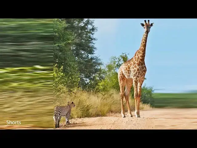 Video thumbnail for Leopard Bumps Into Giraffe On The Road