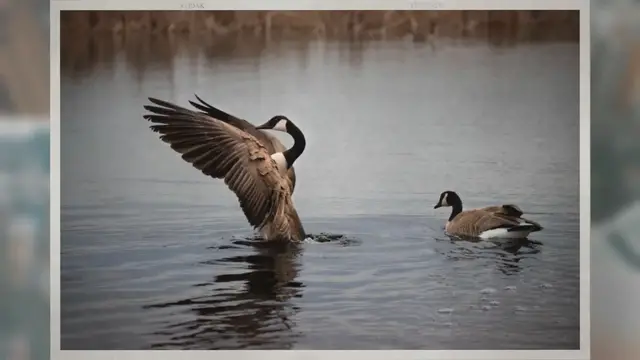 Video thumbnail for Why Do Geese Stand on One Leg?