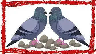 Video thumbnail for 15 Minutes Rock Pigeon Call/Sound