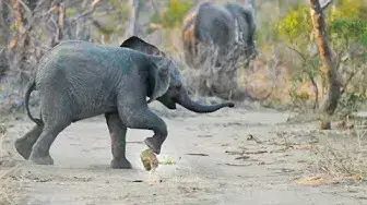Video thumbnail for World's Best Elephant Soccer Player