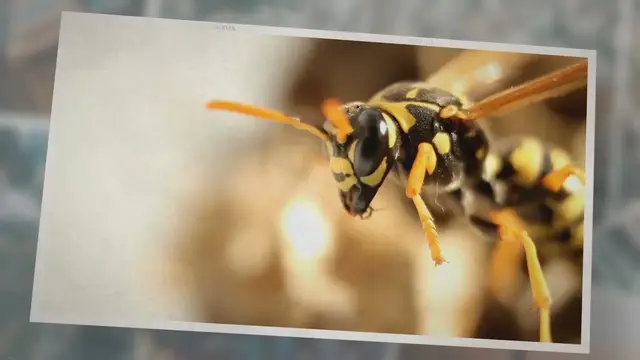 'Video thumbnail for What Do Wasps Eat In Winter? 4 Foods That Helps'