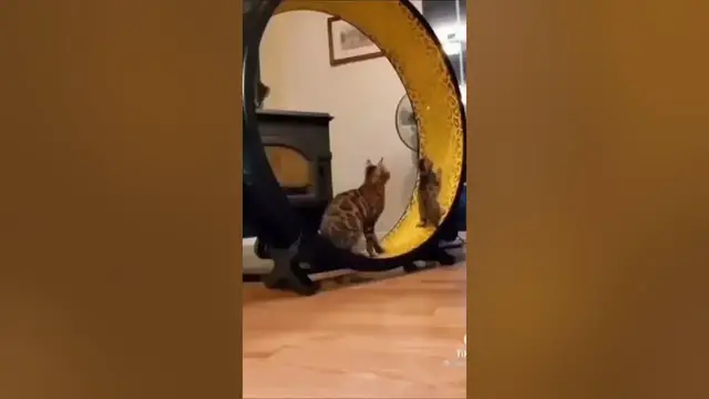 Video thumbnail for Funny Cats