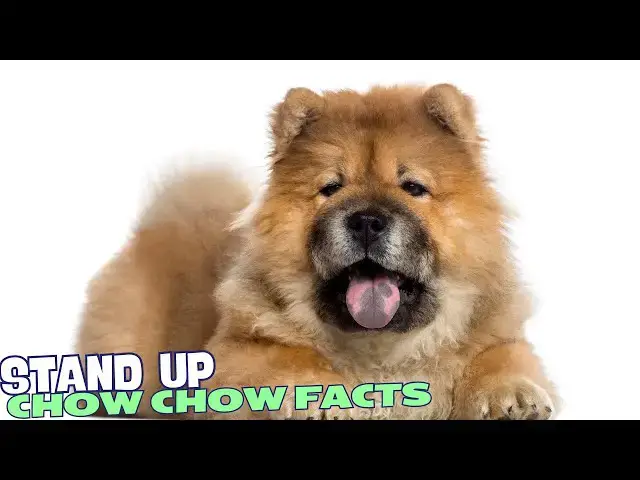 Video thumbnail for 10 Fascinating Facts About Chow Chows 🐕