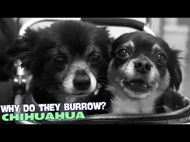 Video thumbnail for 🐾 Why Do Chihuahuas Burrow? 🐕🔍