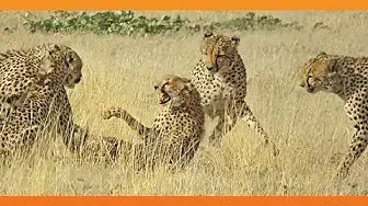 Video thumbnail for 4 Male Cheetahs Against 1 Female