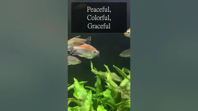 'Video thumbnail for Congo Tetras (Phenacogrammus interruptus)'