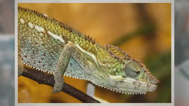 Video thumbnail for Where Do Chameleons Live In the Wild?