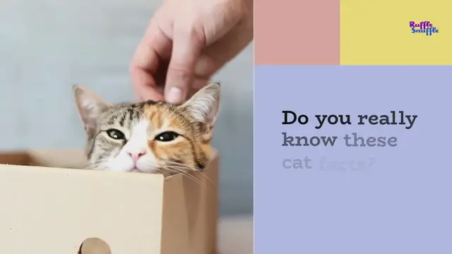 Video thumbnail for Do you know these fun cat facts?