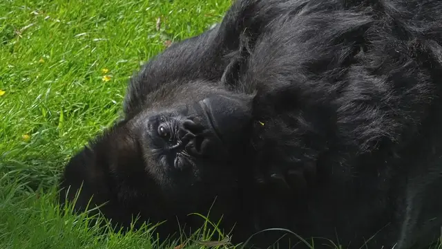 Video thumbnail for Where do Gorillas Live - Gorilla Habitat - Where are Gorillas From