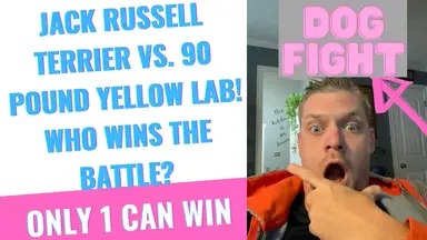 'Video thumbnail for ARE JACK RUSSELL'S DANGEROUS?(JACK RUSSELL VS YELLOW LAB): MY 3-YEAR-OLD IS THE JUDGE OF THE BATTLE'