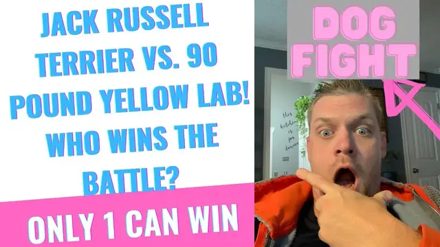Video thumbnail for ARE JACK RUSSELL'S DANGEROUS?(JACK RUSSELL VS YELLOW LAB): MY 3-YEAR-OLD IS THE JUDGE OF THE BATTLE