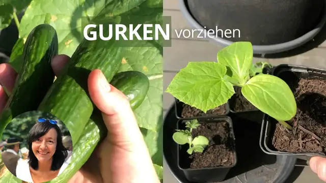 'Video thumbnail for Gurken vorziehen - Schritt für Schritt Anleitung für die Anzucht von Gurken'