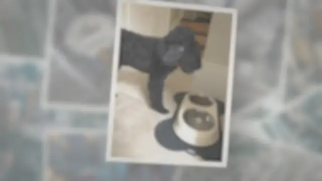 'Video thumbnail for Are Poodles Fussy Eaters? 7 Reasons Your Poodle Isn’t Eating'