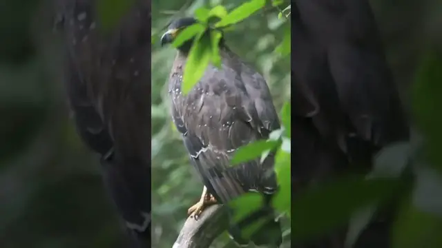 Video thumbnail for Eagle #shorts