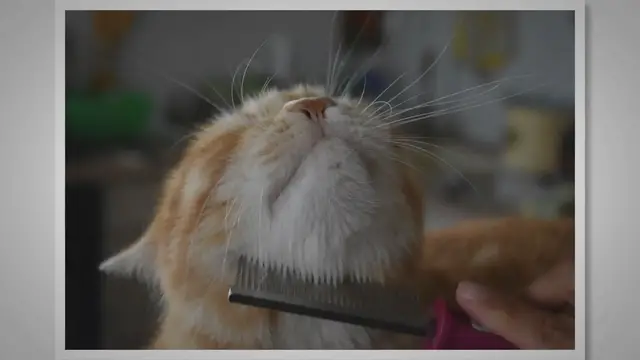 'Video thumbnail for Entretien du poil de mon chaton ou mon chat. - Cha-Dog'