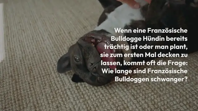 Video thumbnail for Tragezeit Französische Bulldogge: Wie lange sind Frenchies schwanger?