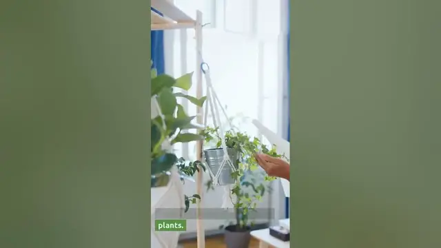 'Video thumbnail for How To Clean Snake Plant Leaves! Amazing Tips For Beginner (2023)'