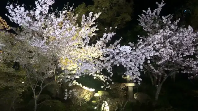 'Video thumbnail for 清水寺の夜間ライトアップいけば、それは最高のデート【オンライン京都旅行】2021年4月2日'