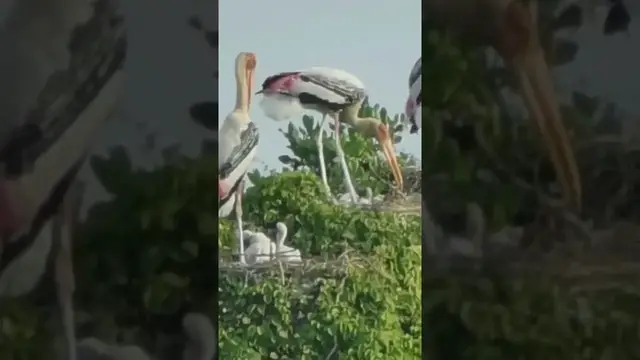 Video thumbnail for Painted storks nests with small chicks #shorts