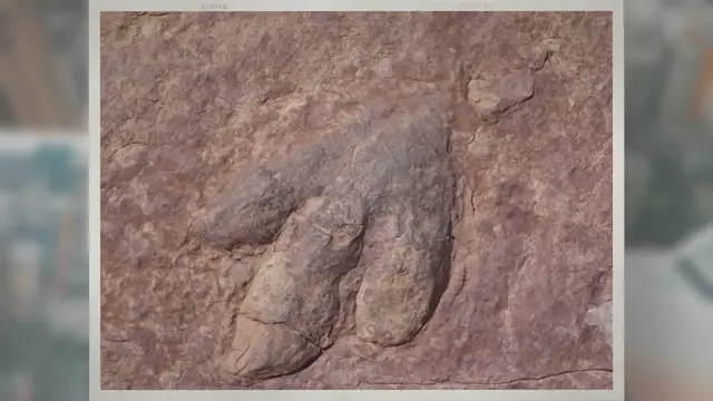 Video thumbnail for Why Are Fossils from the Precambrian Era Rare?