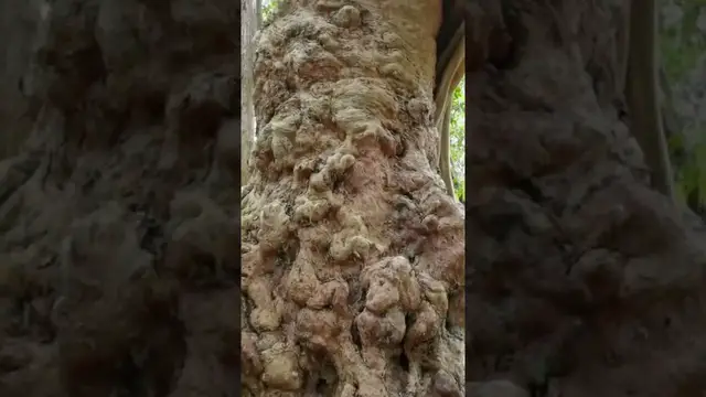 Video thumbnail for A big Kumbuk Tree #shorts