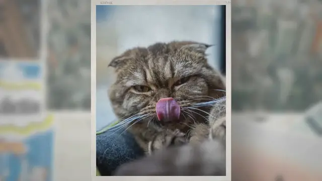 'Video thumbnail for Trouver la meilleure friandise pour chat.'