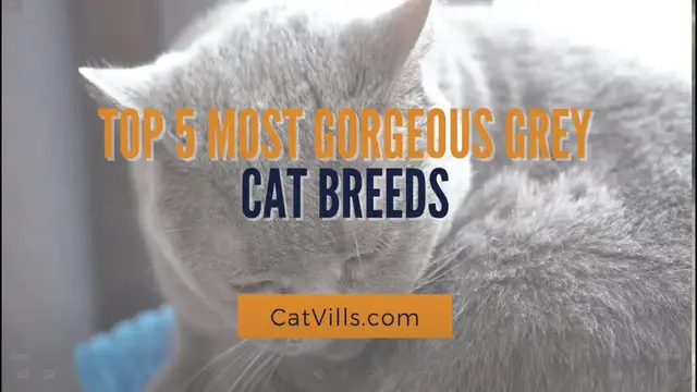 Video thumbnail for TOP 3 MOST GORGEOUS GREY CAT BREEDS