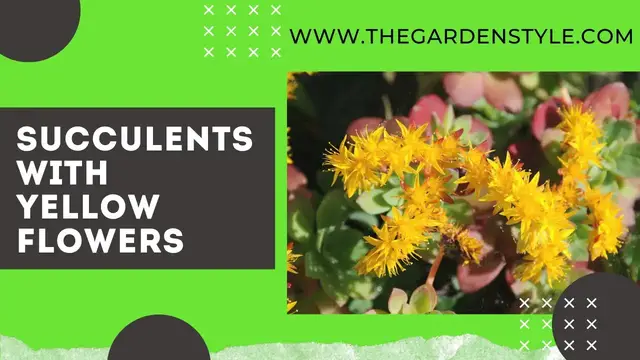 'Video thumbnail for Amazing Succulents with Yellow Flowers - Don't Miss Out!'