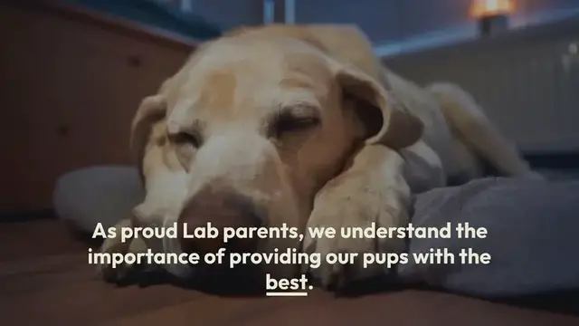 Video thumbnail for 10 Best Dog Beds For Labs in 2024