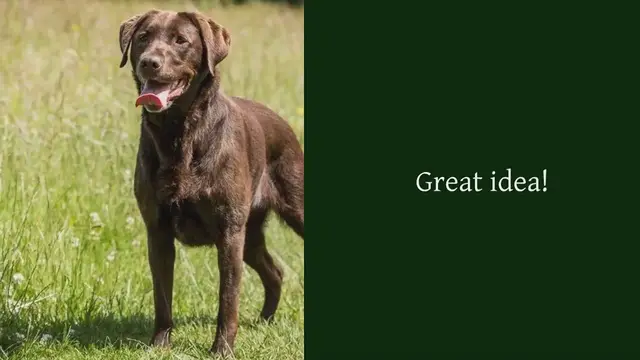 Video thumbnail for The 21 best dog breeds for families and children