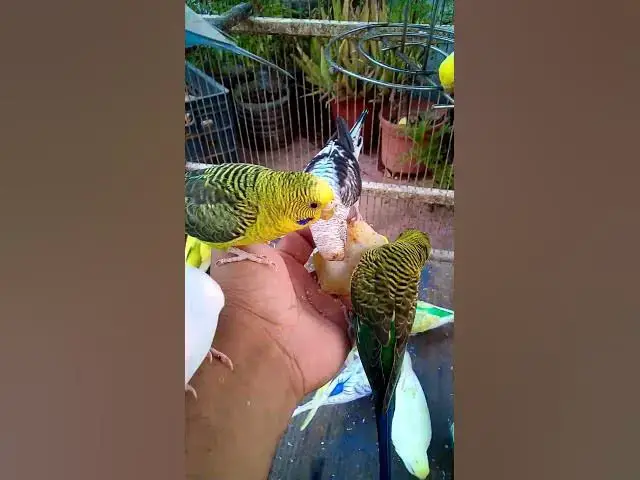 'Video thumbnail for This Amazon bird toy is SO COOL#birds#parrot #birdslover #budgis #lovebirds #budgiegar #cute #health'