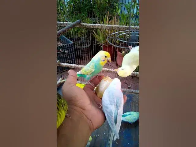 'Video thumbnail for This Amazon bird toy is SO COOL#birds#parrot #birdslover #budgis #lovebirds #budgiegar #cute #health'