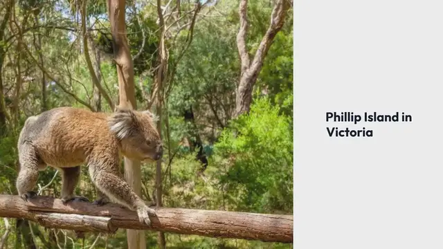 Video thumbnail for Phillip Island in Victoria Penguin Parade und weitere tolle Highlights