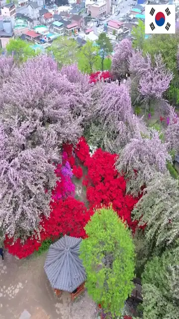 Video thumbnail for 🌸 A hidden spring paradise in South Korea you don’t want to miss…