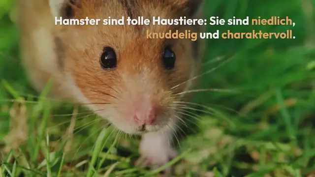 Video thumbnail for Hamster Check – Alle Antworten zu den meistgestellten Fragen